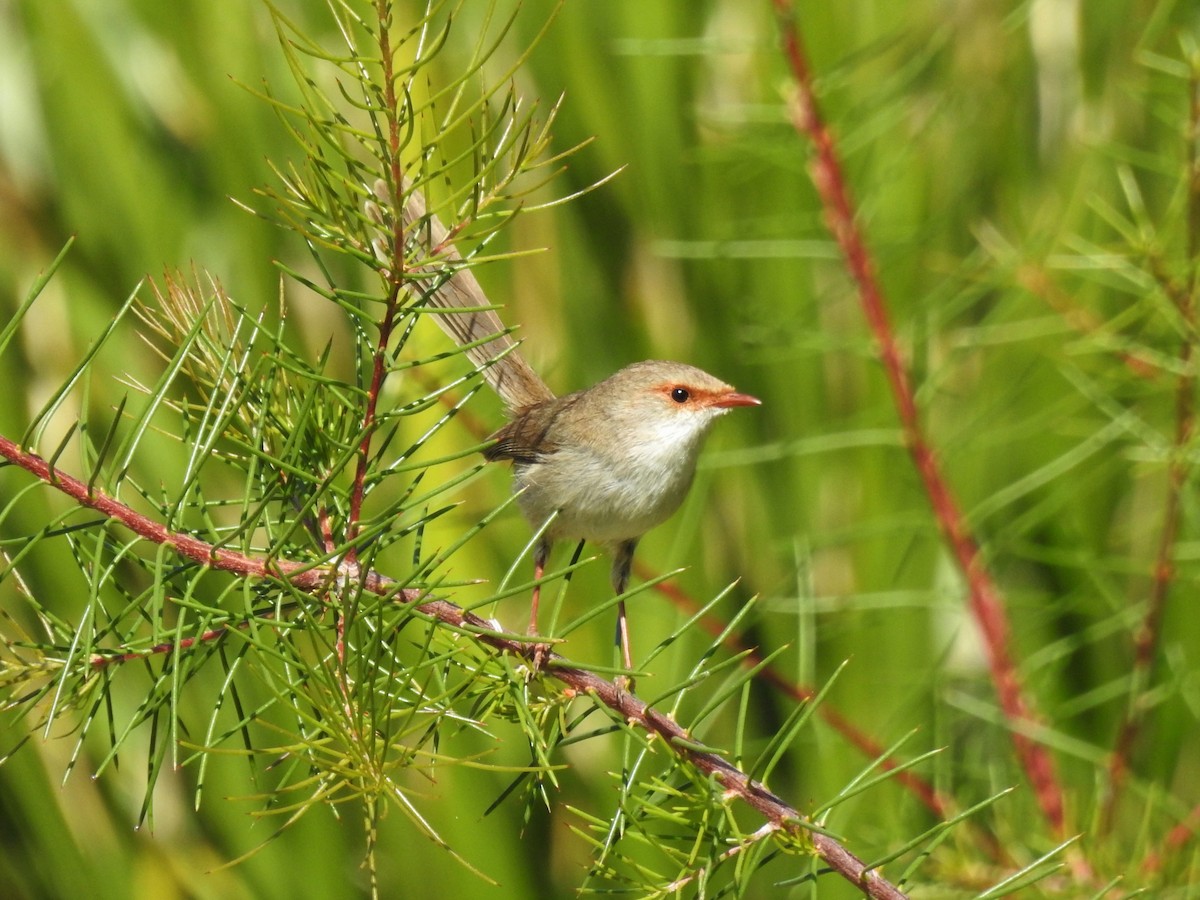 modropláštník nádherný - ML608507219