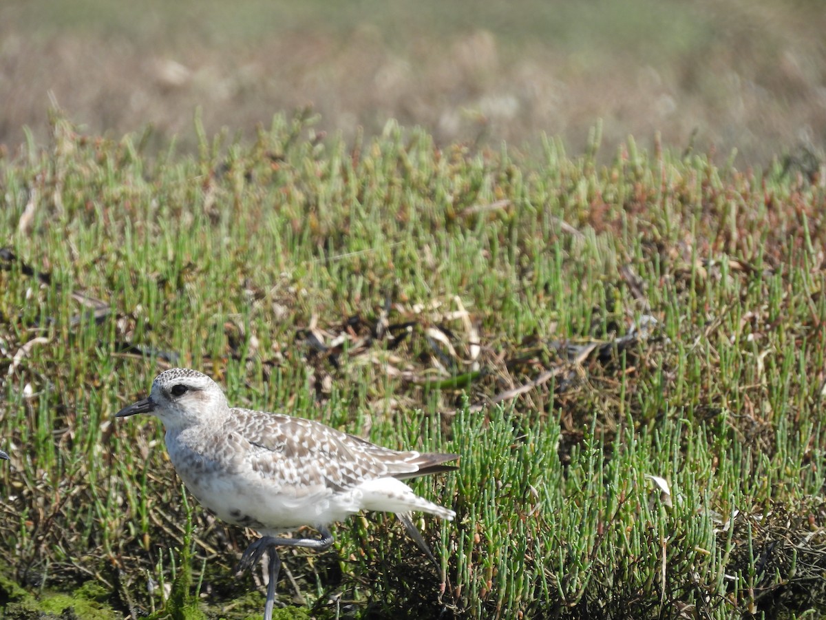 Black-bellied Plover - L. Burkett