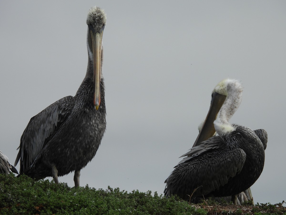 Brown Pelican - ML608507307