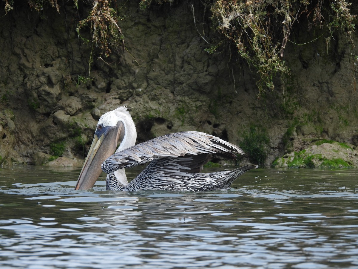 Brown Pelican - ML608507309