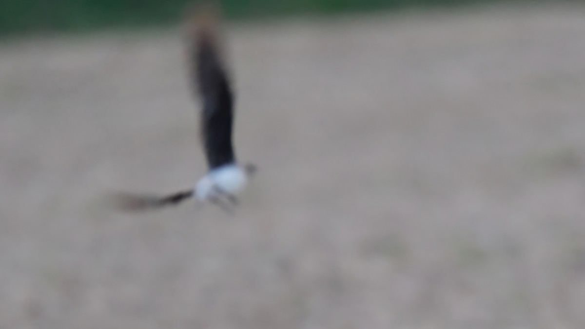 Black-winged Pratincole - ML608507347