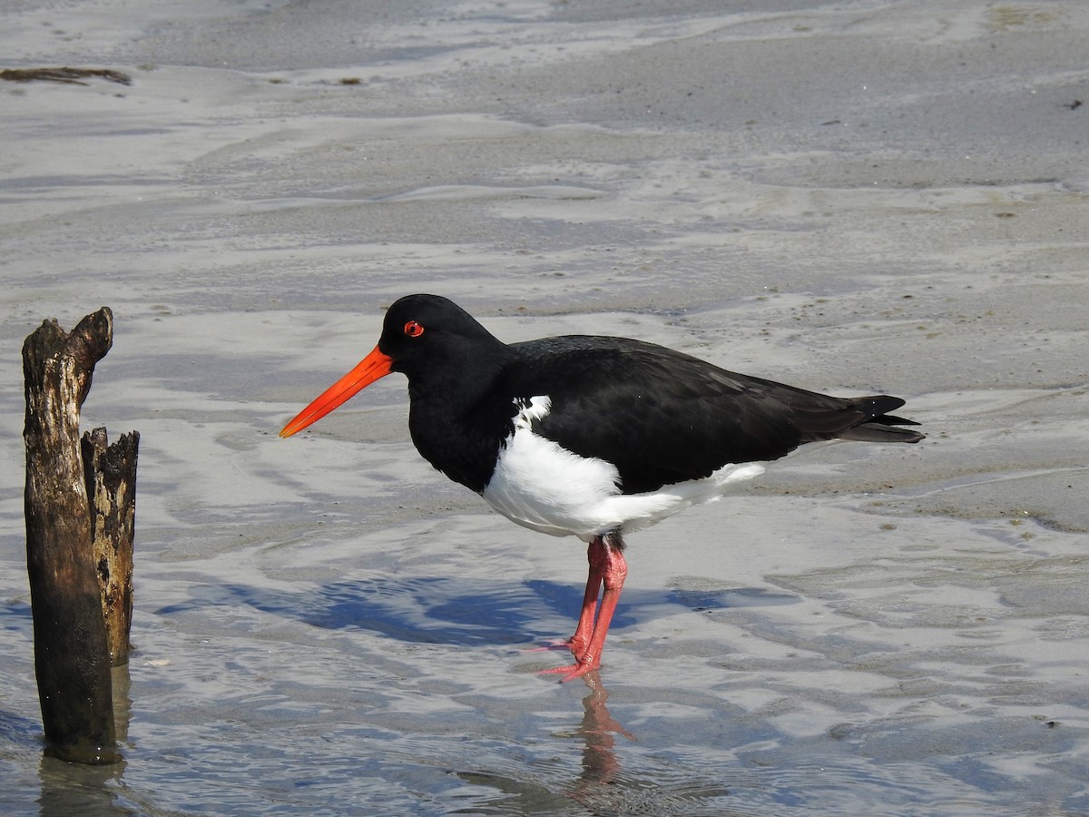 ústřičník dlouhozobý - ML608507385