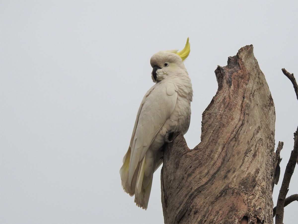 kakadu žlutočečelatý - ML608507415