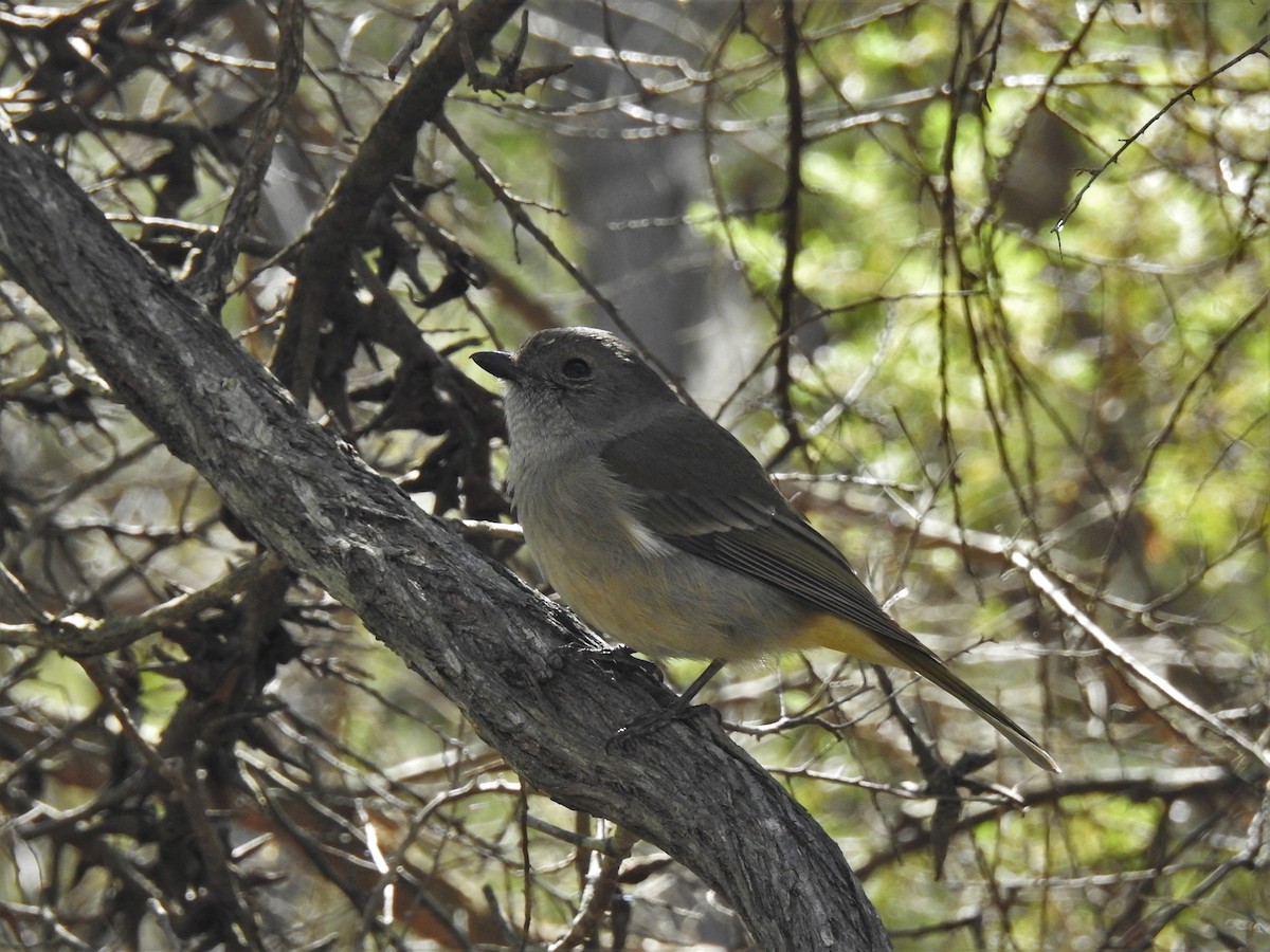 Golden Whistler (Eastern) - ML608507428
