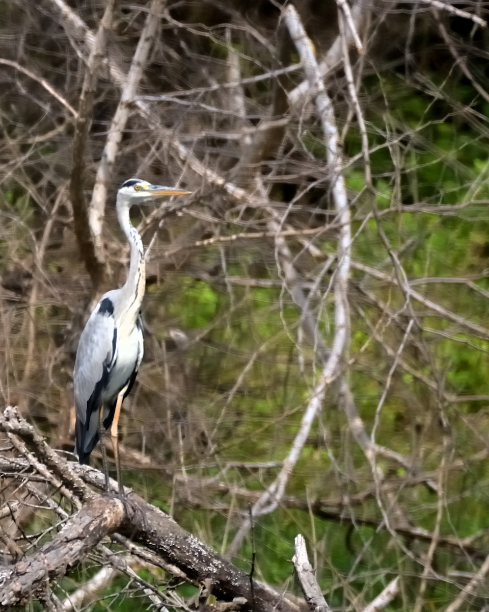 Gray Heron - ML608507438