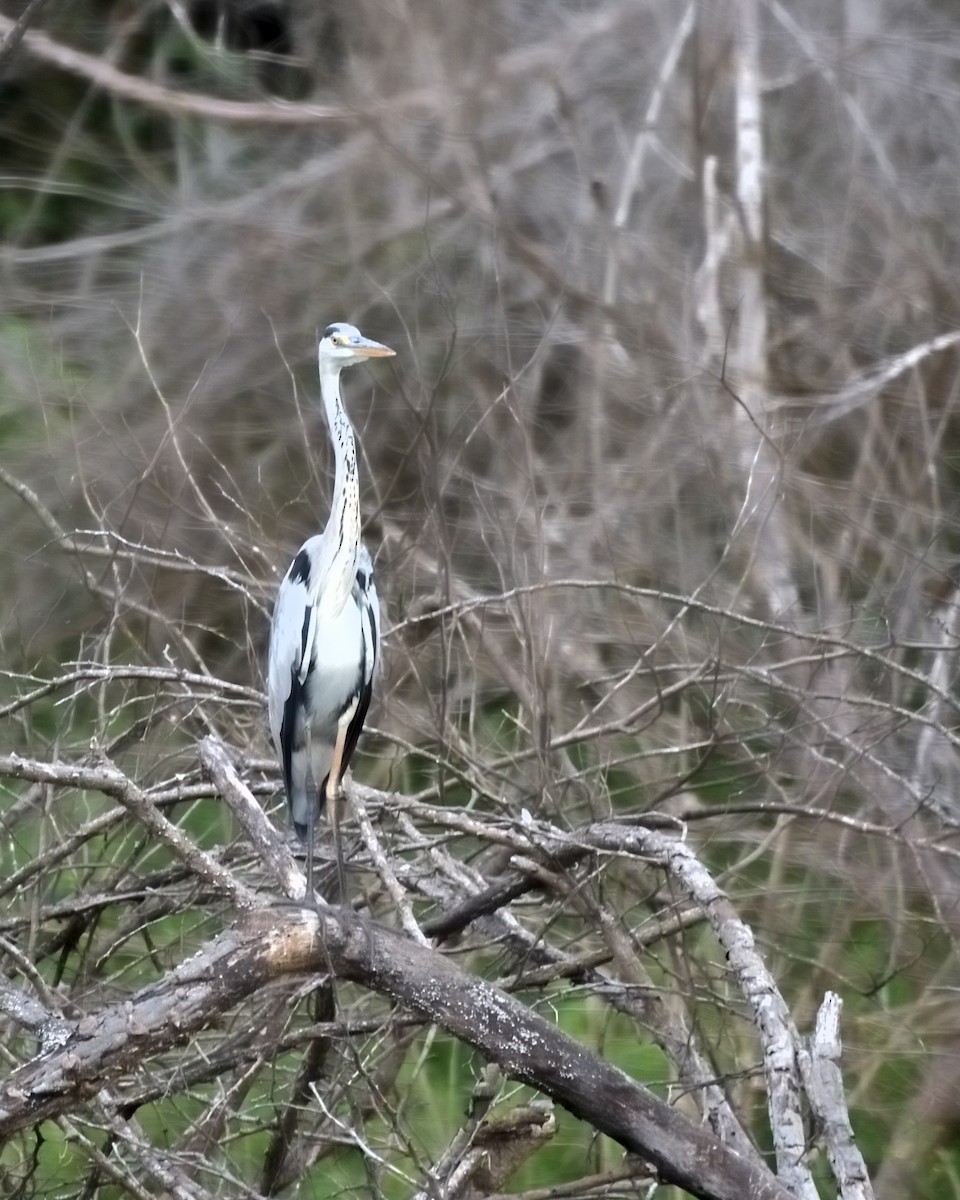 Gray Heron - ML608507440