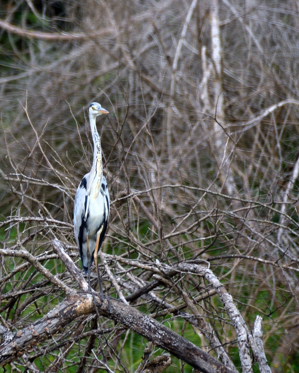 Gray Heron - ML608507441