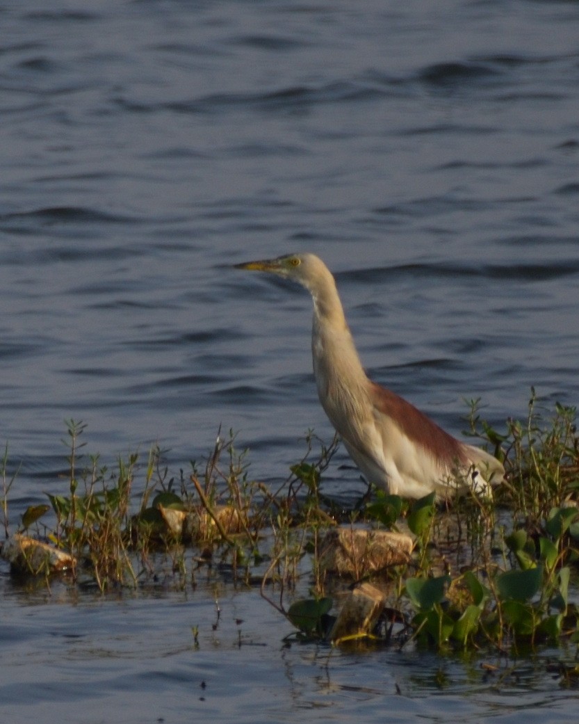 Indian Pond-Heron - ML608507451