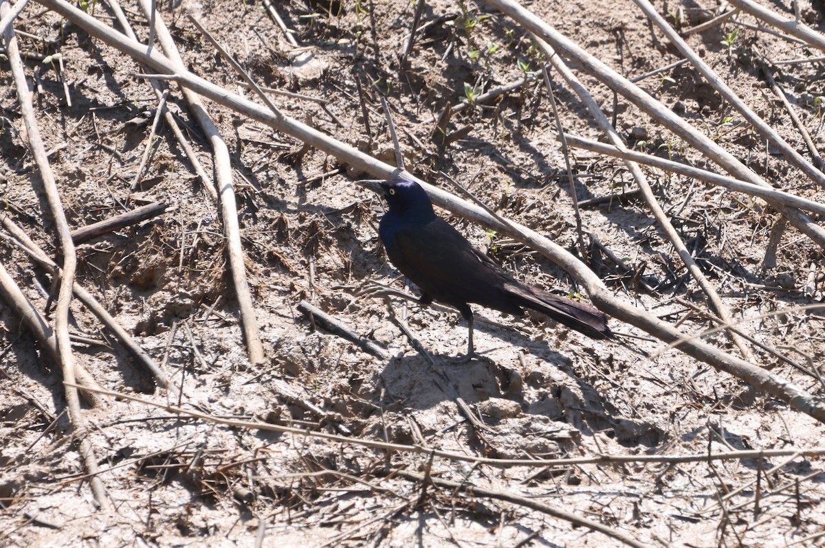 Common Grackle - ML608507499