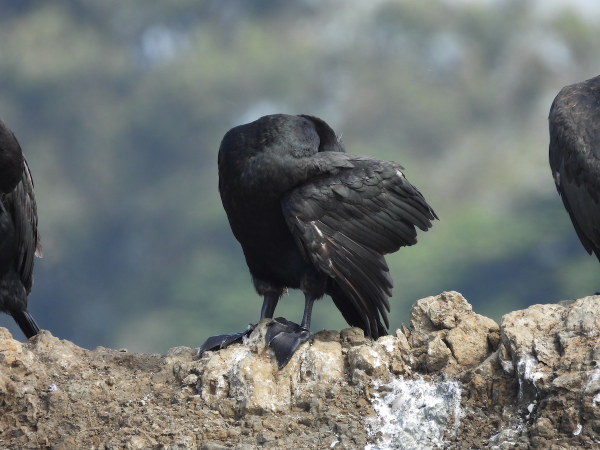 Pelagic Cormorant - L. Burkett