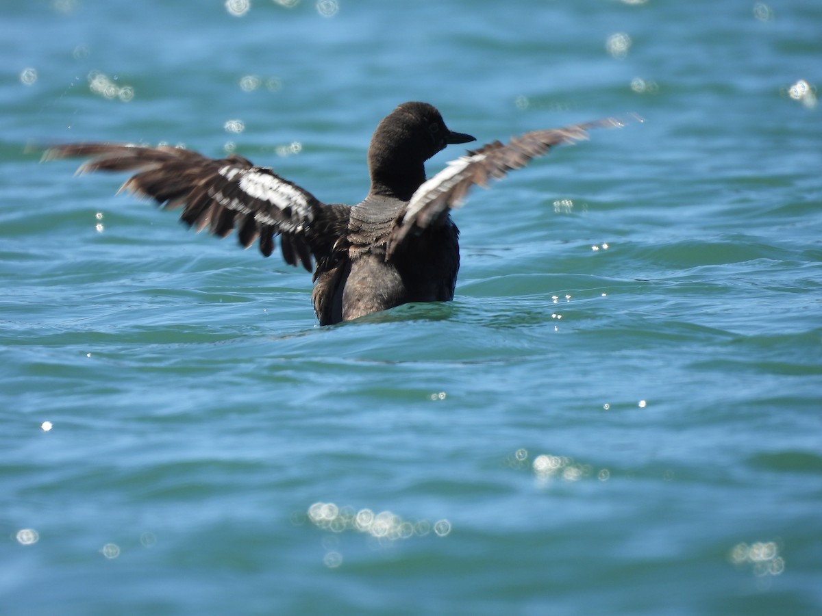 Pigeon Guillemot - ML608507534