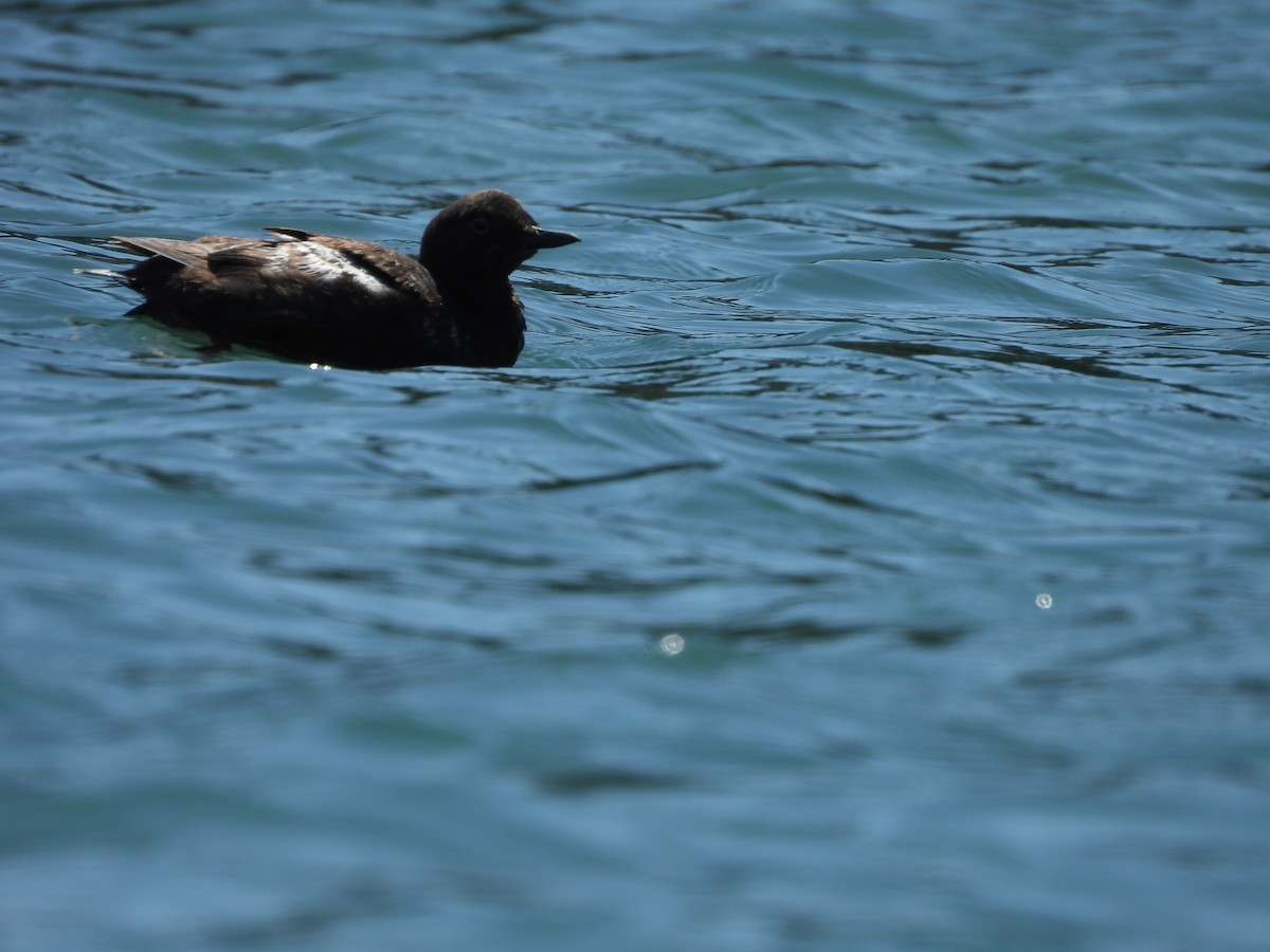 Pigeon Guillemot - ML608507535