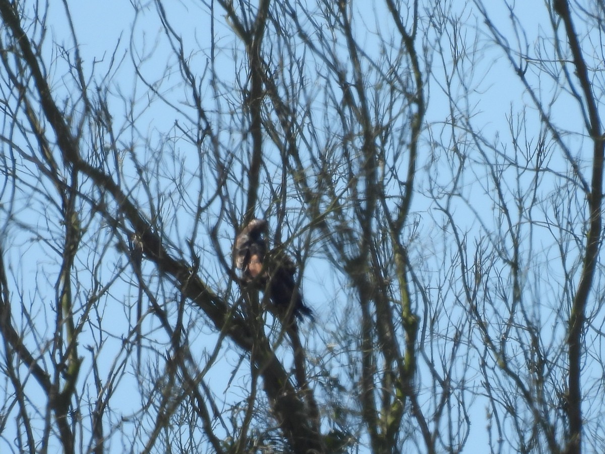 Red-tailed Hawk - L. Burkett