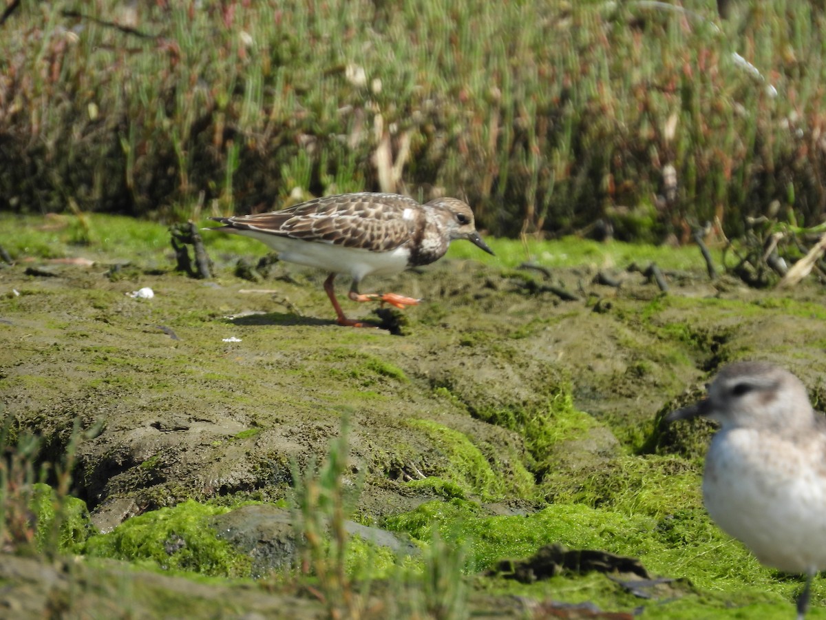 Ruddy Turnstone - ML608507558