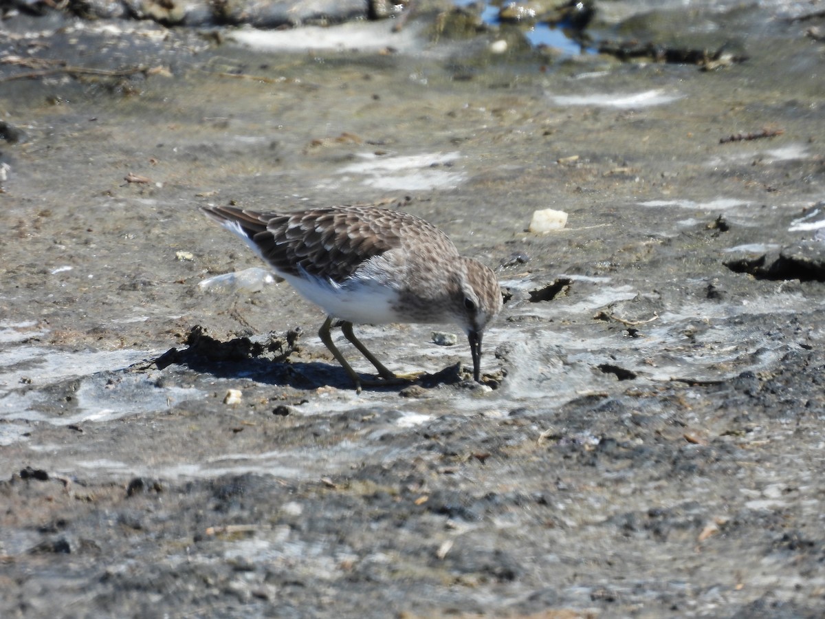 Semipalmated Plover - L. Burkett