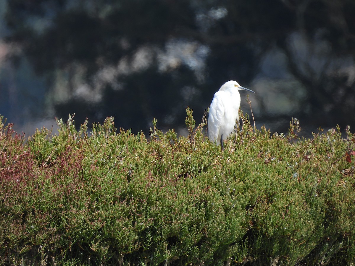 Snowy Egret - ML608507567