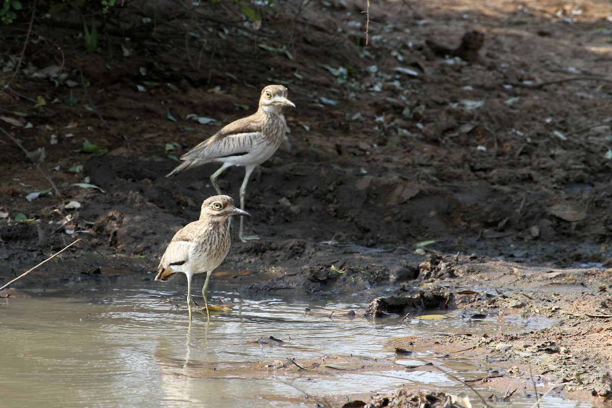 Water Thick-knee - Stuart Cooney