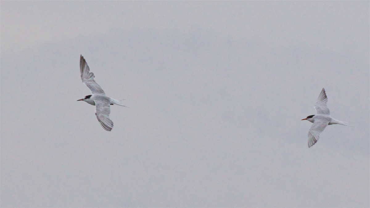 Common Tern - ML608507666