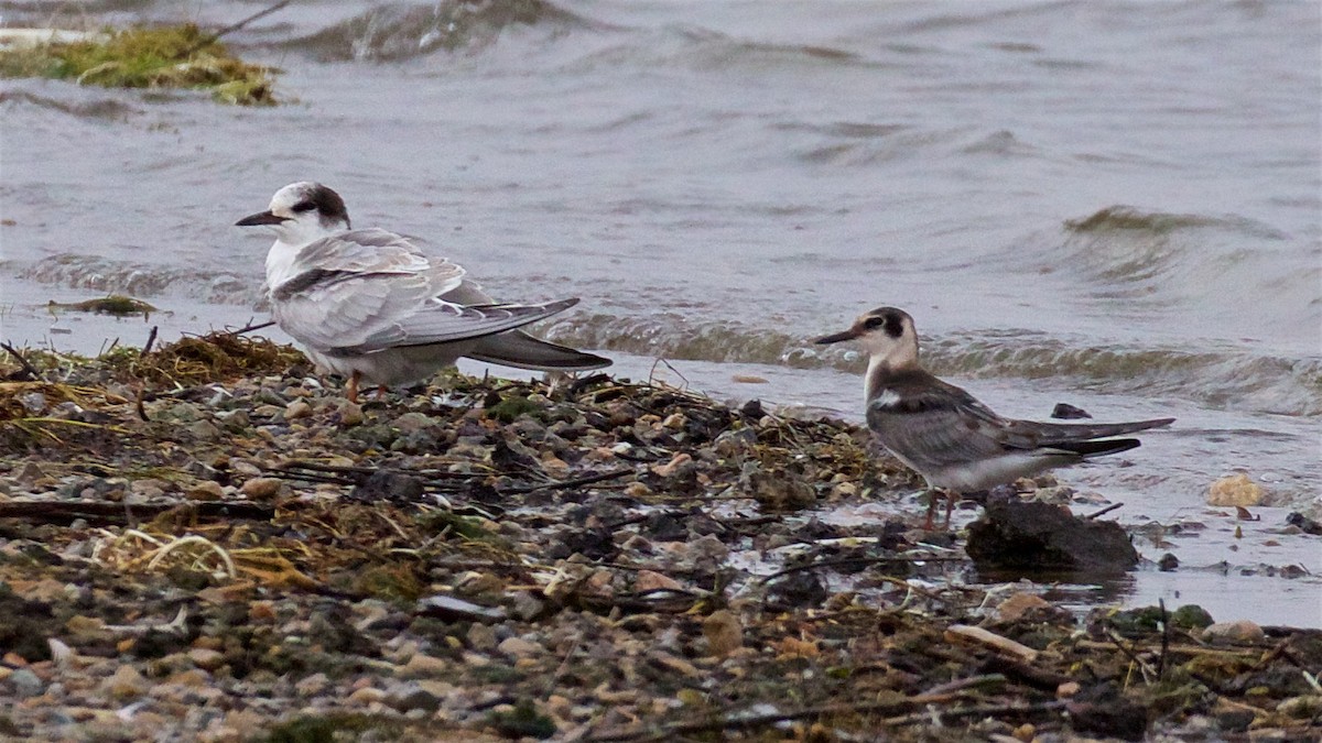 Black Tern - ML608507703