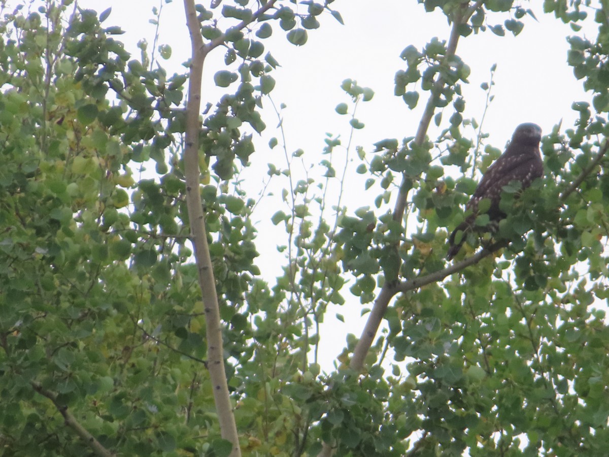 Red-tailed Hawk (Harlan's) - ML608507759