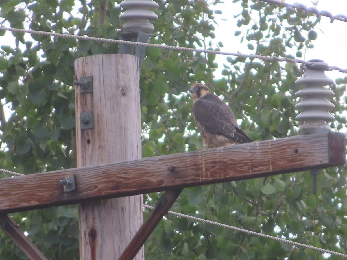 Peregrine Falcon - ML608507822