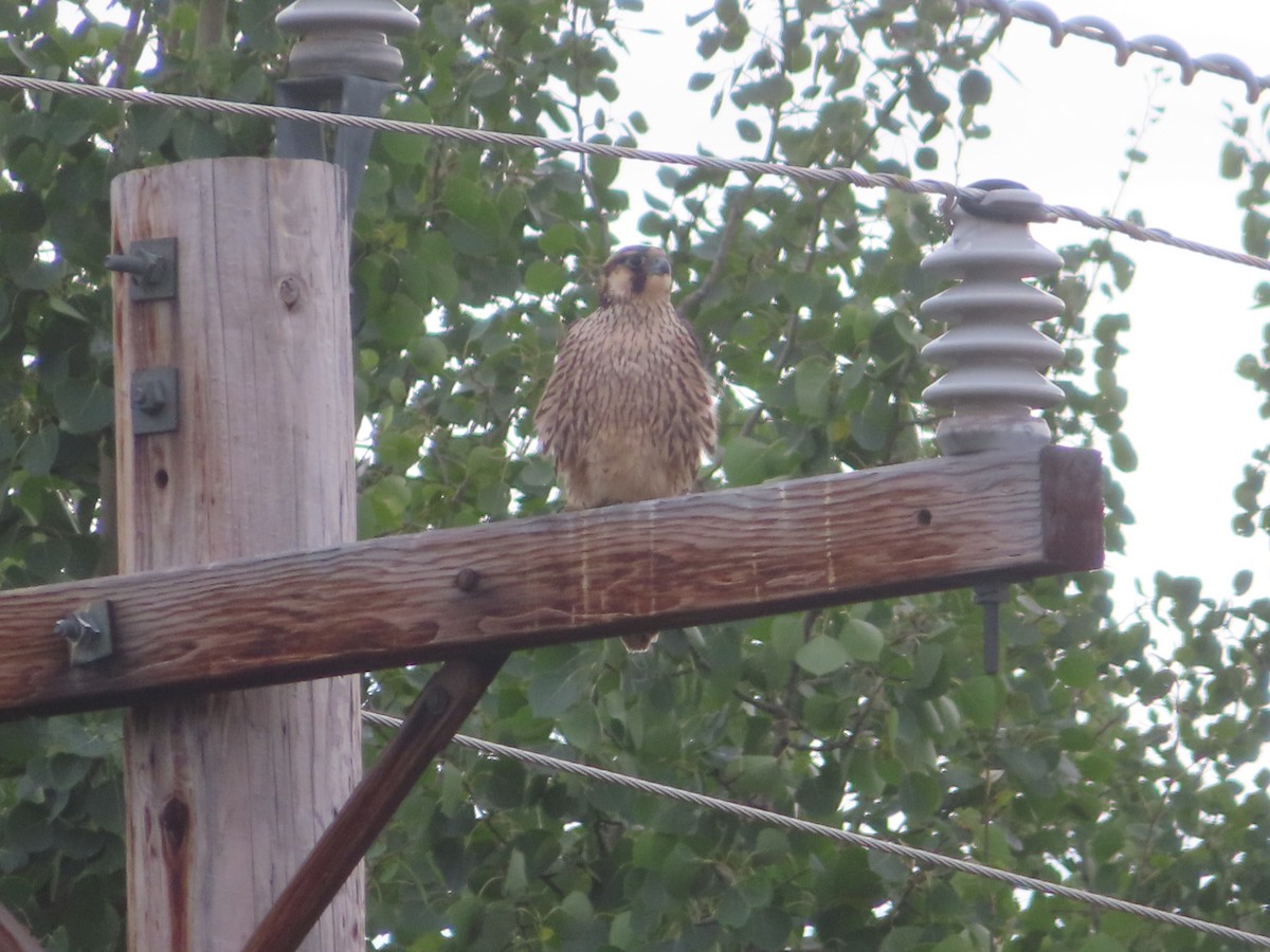 Peregrine Falcon - ML608507826