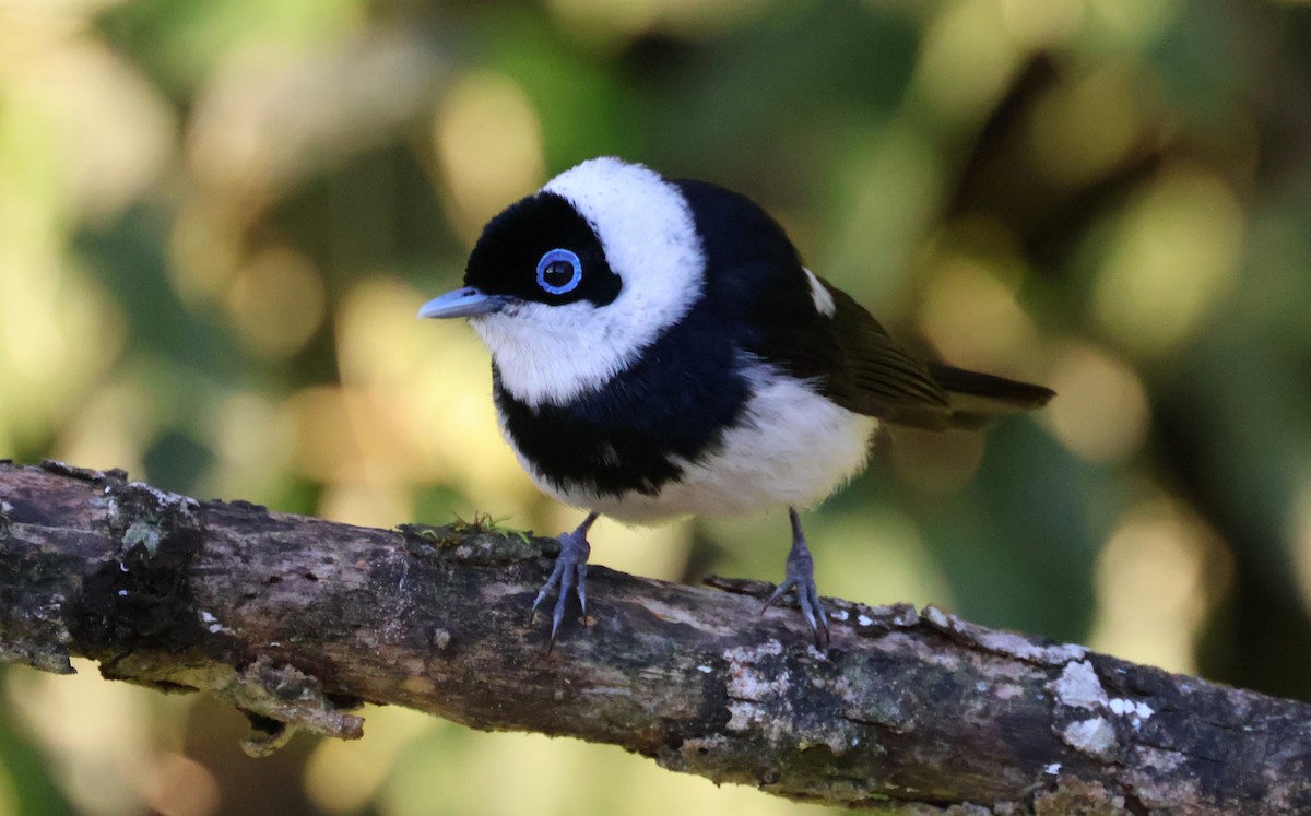 Pied Monarch - ML608507827