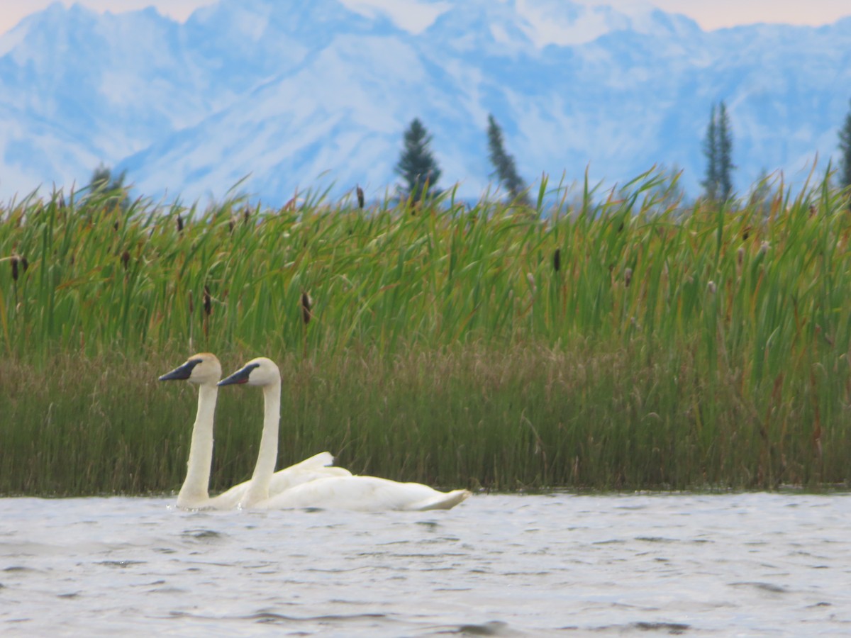 Trumpeter Swan - ML608507871