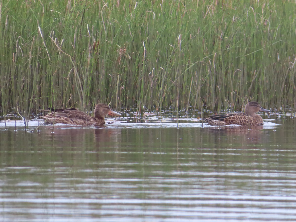 Northern Shoveler - ML608507894