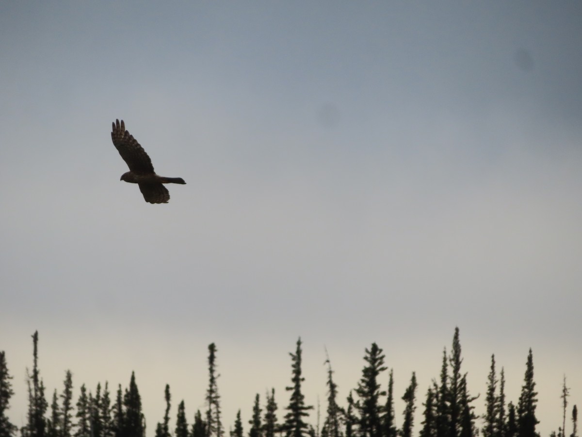 Northern Harrier - Michelle Sopoliga