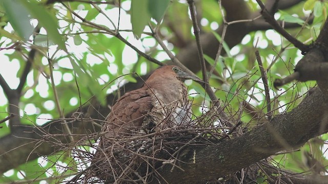 Malayan Night Heron - ML608507930