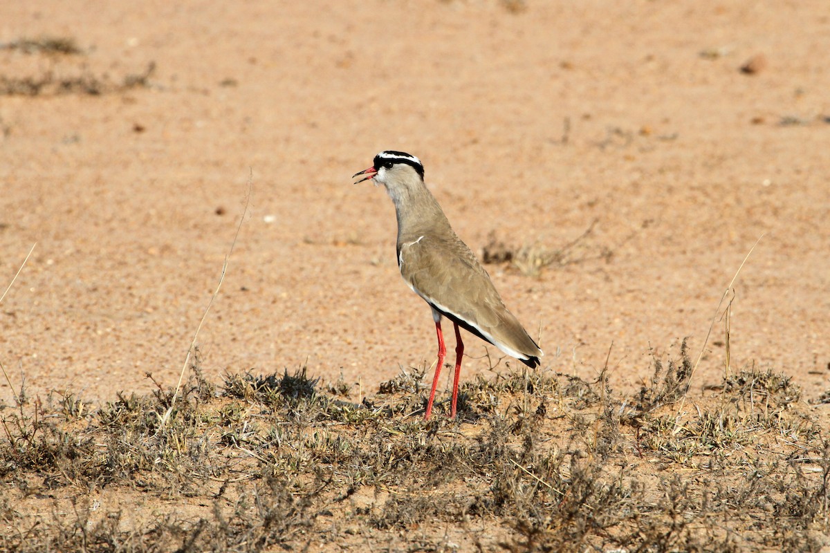 Crowned Lapwing - ML608508065