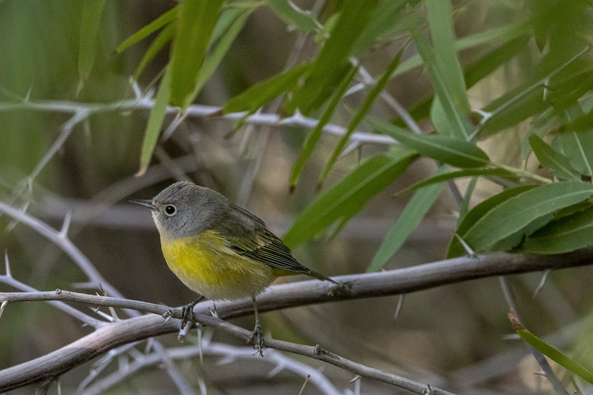 Nashville Warbler - ML608508118