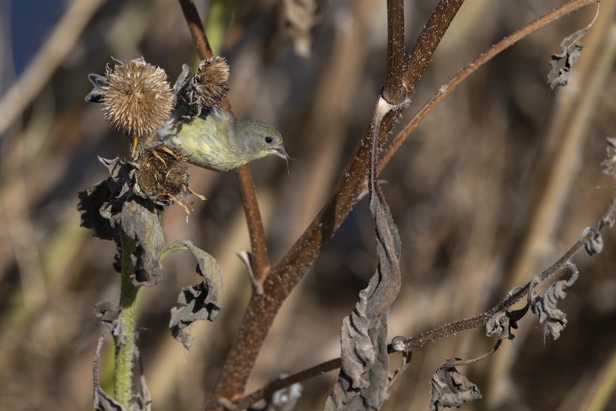 Lesser Goldfinch - ML608508127