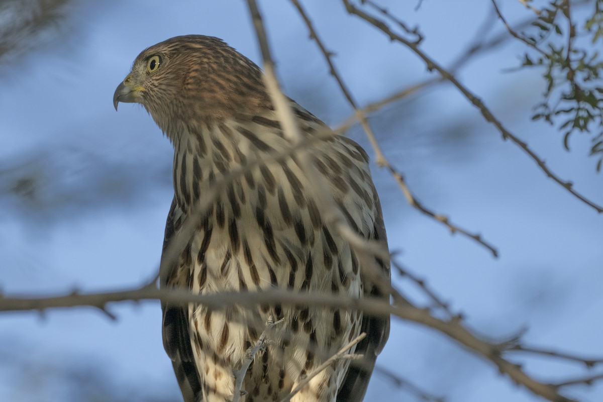 Cooper's Hawk - ML608508138