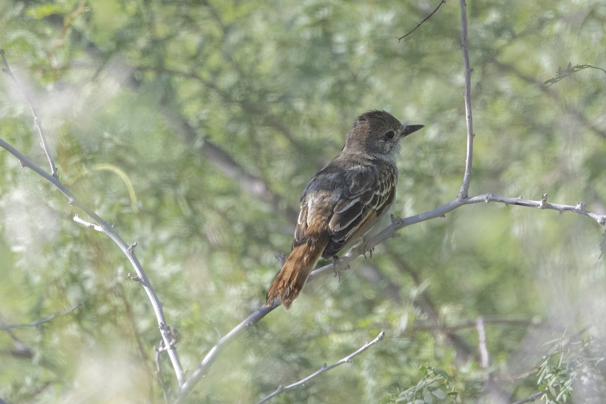 Ash-throated Flycatcher - ML608508149