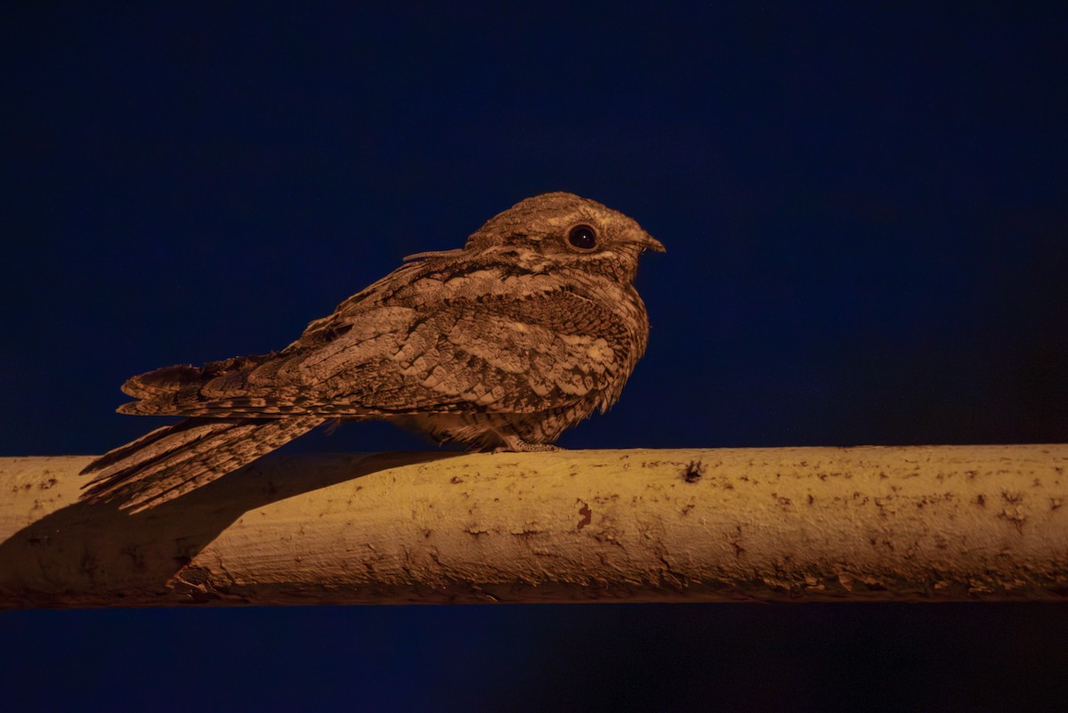 Eurasian Nightjar - ML608508210