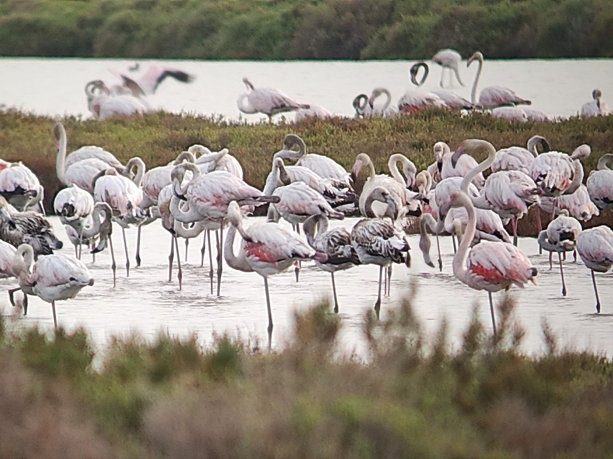 Greater Flamingo - ML608508261