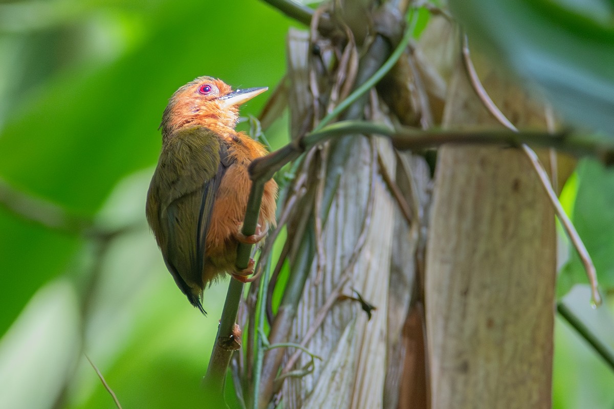 Rufous Piculet - ML608508263