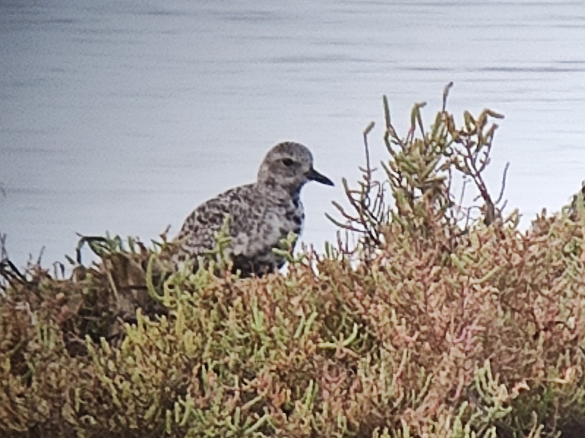 Black-bellied Plover - ML608508266