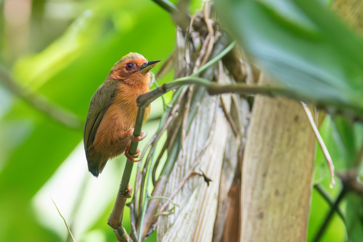 Rufous Piculet - ML608508287