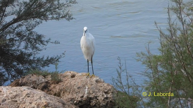 Little Egret - ML608508340