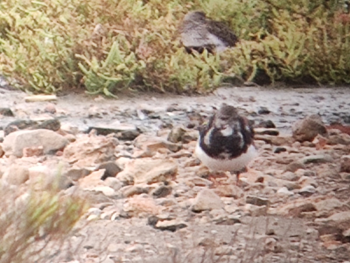 Ruddy Turnstone - ML608508350