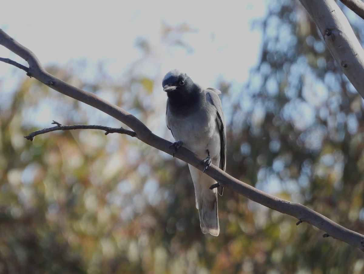 Black-faced Cuckooshrike - ML608508387