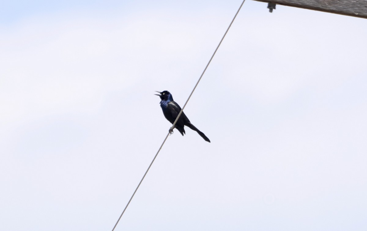 Common Grackle - ML608508392