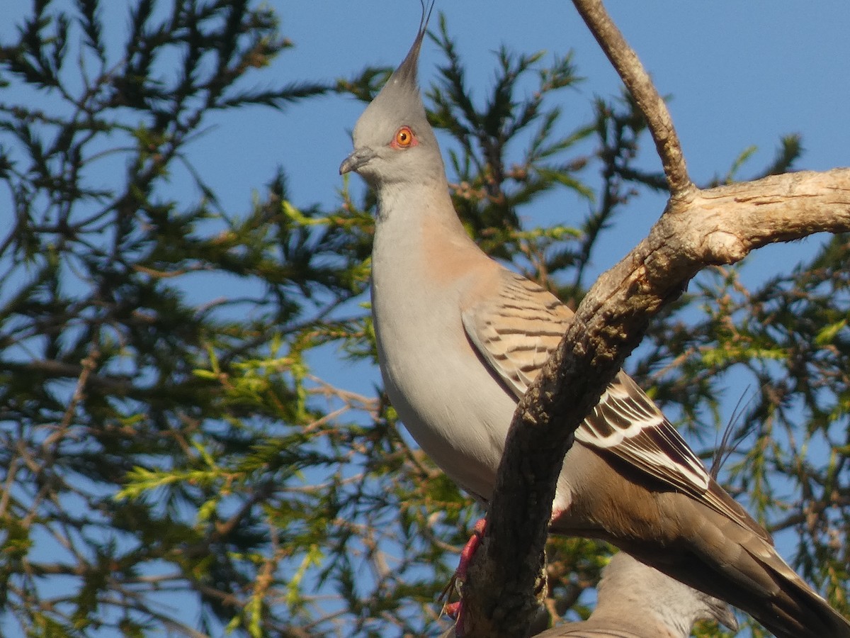 Crested Pigeon - ML608508471