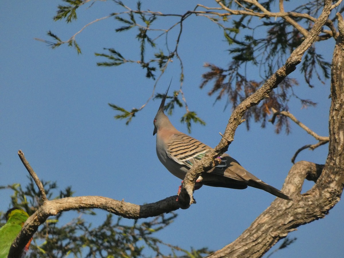 Crested Pigeon - ML608508521