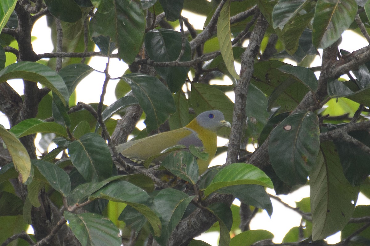 Yellow-footed Green-Pigeon - ML608508548
