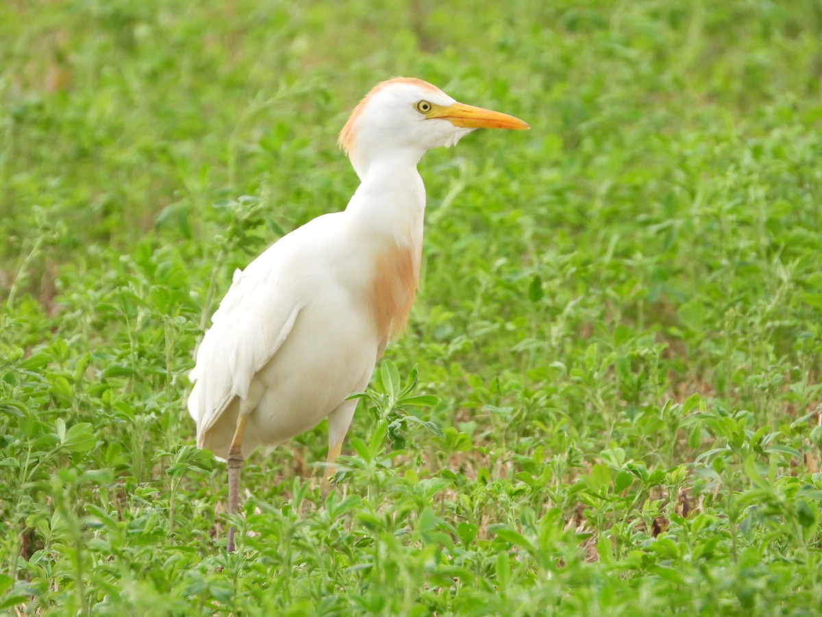 Чапля єгипетська (підвид ibis) - ML608508553