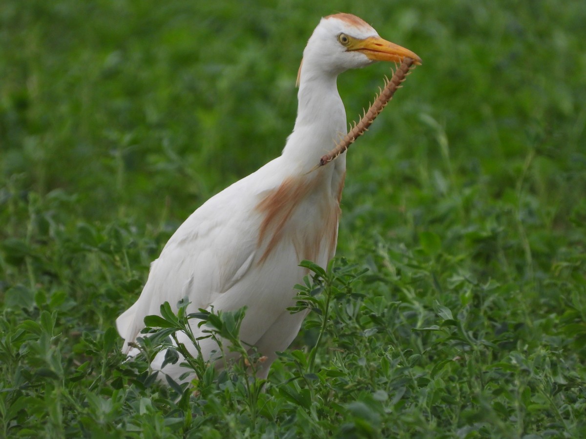 Чапля єгипетська (підвид ibis) - ML608508558